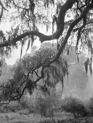 NEW ORLEANS: SPANISH MOSS. Spanish moss in New Orleans, Louisiana. Photograph by Arnold Genthe, c1923.  Copyright: xGRANGERx xGRANGERx 0636810
