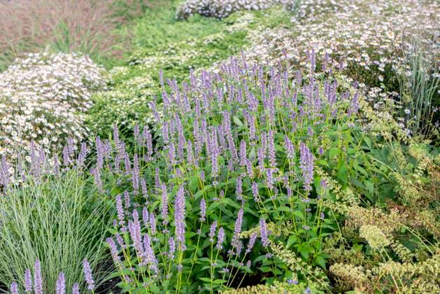 Asiatische Duftnessel, Blue Fortune (Agastache Blue Fortune , Agastache Blue Fortune), bluehend, Sorte Blue Fortune Korean mint (Agastache Blue Fortune , Agastache Blue Fortune), blooming, cultivar Blue Fortune, Europe, Bundesrepublik Deutschland BLWS706079 *** Asian Scented nettle, Blue Fortune Agastache Blue Fortune , Agastache Blue Fortune , blueing, Variety Blue Fortune Korean Mint Agastache Blue Fortune , Agastache Blue Fortune , blooming, cultivar Blue Fortune, Europe, Federal Republic Germany BLWS706079 Copyright: xblickwinkel McPHOTO H.-R.xMuellerx