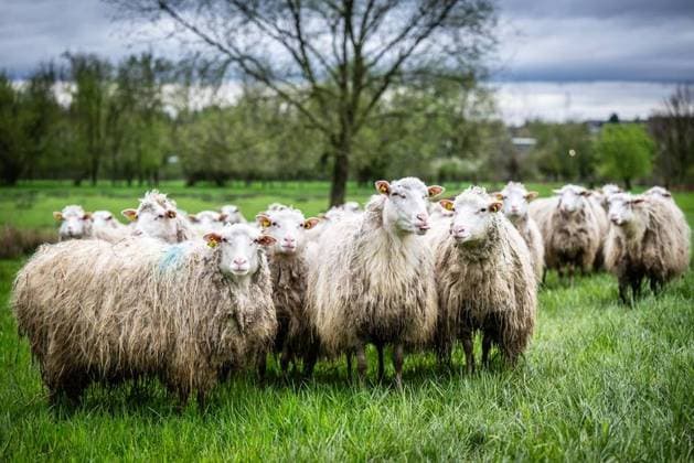 Sheep in Mülheim an der Ruhr FOR EDITORIAL PURPOSES ONLY EDITORIAL USE ONLY p A flock of Moorschnecken sheep graze on a meadow on the Auberg in Mülheim an der Ruhr Germany NRW Mülheim an der Ruhr Copyright MartinxMöller Copyright: MartinxMöller doc7url7z49f8helmctov1 ,EDITORIAL USE ONLY Copyright: MartinxMöller