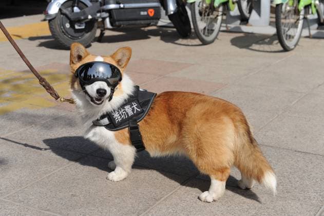 Entertainment Themen der Woche KW13 Entertainment Bilder des Tages WEIFANG, CHINA - MARCH 30: Fu Zai, China s first corgi police dog, wearing a police dog vest patrols the Weifang People s Square on March 30, 2024 in Weifang, Shandong Province of China. Fu Zai, a cute corgi only six months old who has been trained to be China s first corgi police dog, made his debut during the opening day of a police camp in Weifang, Shandong province.  Copyright: xVCGx 111488331155
