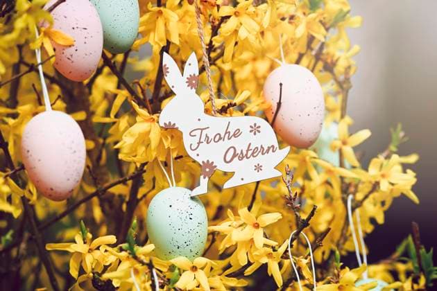 Osterhasen-AnhÃ¤nger mit Aufschrift Frohe Ostern an einem Forsythien-Strauch mit Ostereiern *** Easter bunny pendant with the inscription Happy Easter on a forsythia bush with Easter eggs ** NUR FUER REDAKTIONELLE ZWECKE ** EDITORIAL USE ONLY **