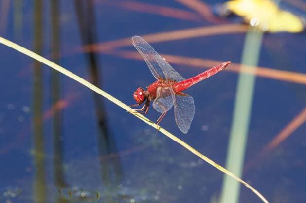 Creative Highlights World Feuerlibelle, Feuer-Libelle (Crocothemis erythraea, Croccothemis erythraea), Maennchen auf einem Staengel, Deutschland, Bayern Broad Scarlet, Common Scarlet-darter, Scarlet Darter, Scarlet Dragonfly (Crocothemis erythraea, Croccothemis erythraea), male on a stem, Germany, Bavaria BLWS696432 *** Fire dragonfly, Fire Dragonfly Crocothemis erythraea, Croccothemis erythraea , Men at a Staengel, Germany, Bavaria Broad Scarlet, Common Scarlet darter, Scarlet Darter, Scarlet Dragonfly Crocothemis erythraea, Croccothemis erythraea , Male ON a stem, Germany, Bavaria BLWS696432 Copyright: xblickwinkel A.xHartlx