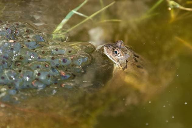 Ein Frosch ist in einem Tümpel bei seinen Froschlaichen. Leimbach Rheinland-Pfalz Deutschland *** A frog is in a pond with its frogspawn Leimbach Rhineland Palatinate Germany