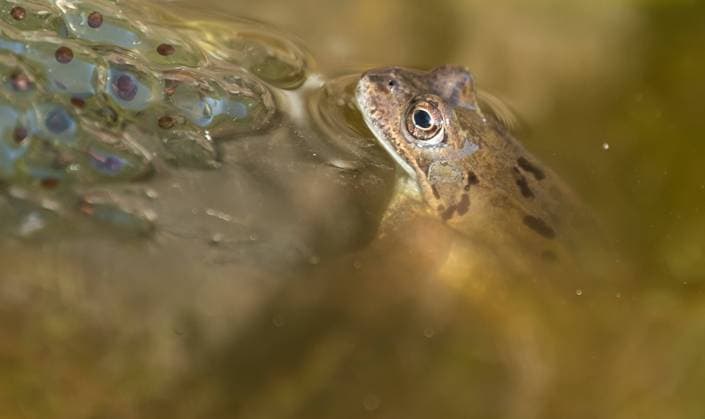 Creative Highlights World Ein Frosch ist in einem Tümpel bei seinen Froschlaichen. Leimbach Rheinland-Pfalz Deutschland *** A frog is in a pond with its frogspawn Leimbach Rhineland Palatinate Germany