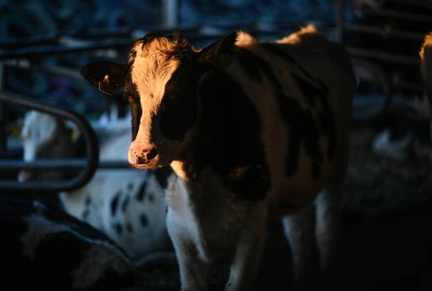 Themenbild Milchwirtschaft und Rinderzucht Eine Kuh steht von Sonne angestrahlt in einem dunklen Stall, Kleve Nordrhein Westfalen Germany *** Themed picture Dairy farming and cattle breeding A cow stands in a dark barn illuminated by the sun, Kleve North Rhine-Westphalia Germany
