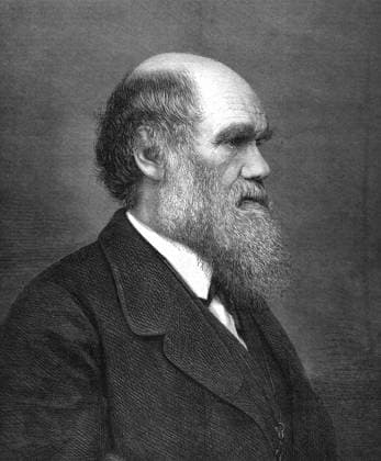 England UK: Charles Darwin (1809-1882), English naturalist, geologist and author of On the Origin of the Species (1859), engraving, 1860s Charles Robert Darwin, FRS (12 February 1809 19 April 1882) was an English naturalist and geologist, best known for his contributions to evolutionary theory. He established that all species of life have descended over time from common ancestors, and in a joint publication with Alfred Russel Wallace introduced his scientific theory that this branching pattern of evolution resulted from a process that he called natural selection, in which the struggle for existence has a similar effect to the artificial selection involved in selective breeding.<br ><br > Darwin published his theory of evolution wit Copyright: xxPicturesxFromxHistoryx