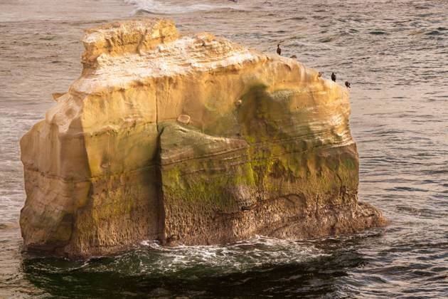 Creative Highlights World Birds sitting on a boulder in the ocean San Diego, California, United States R_EYFM240401-1383520-01