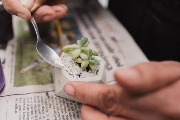 sukkulente,eintopfen,sedum,sukkulenten,sukkulentenart,anpflanzen,bepflanzen,eingetopft,einpflanzen,umtopfen ** succulent plant,planting,sedum,succulent plants,sedums 539-nz2