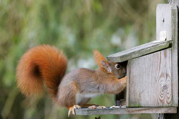 Europaeisches Eichhoernchen, Eurasisches Eichhoernchen, Eichhoernchen (Sciurus vulgaris), im Winterfell, holt Nuesse aus dem Futterhaus, braune Morphe, Deutschland, Bayern European red squirrel, Eurasian red squirrel (Sciurus vulgaris), in winter coat, getting nuts out a feeder, brown morph, Germany, Bavaria BLWS705942 *** european Eichhoernchen, Eurasian Eichhoernchen, Squirrels Sciurus vulgaris , at Winter coat, gets Benefits from the Feed house, brown Morphe, Germany, Bavaria European Red squirrel, EURASIAN Red Squirrel Sciurus vulgaris , in Winter coat, Getting Nuts out a feeder, Brown morph, Germany, Bavaria BLWS705942 Copyright: xblickwinkel A.xHartlx