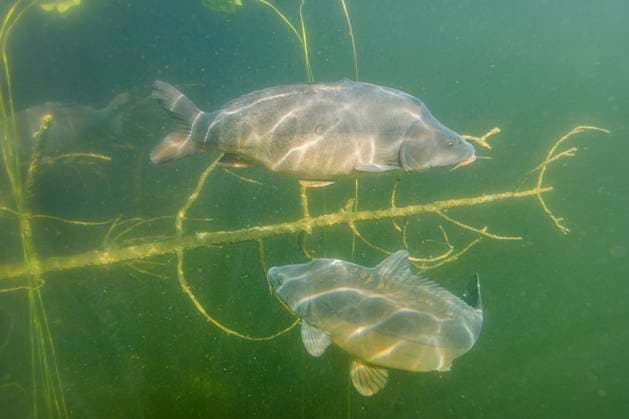 Creative Highlights World Spiegel-Karpfen, Spiegelkarpfen, Flusskarpfen, Fluss-Karpfen (Cyprinus carpio), zwei grosse Spiegelkarpfen im Freiwasser im See mit Totholz, Deutschland, Bayern mirror carp, European carp (Cyprinus carpio), two large mirror carp in open water in the lake with dead wood, Germany, Bavaria BLWS705946 *** Spiegel Carp, Mirror carp, River carp, River Carp Cyprinus Carpio , Two Great Mirror Carps at Open water at Lake with Deadwood, Germany, Bavaria Mirror carp, European Carp Cyprinus Carpio , Two Large Mirror Carp in Open Water in The Lake With Dead wood, Germany, Bavaria BLWS705946 Copyright: xblickwinkel A.xHartlx