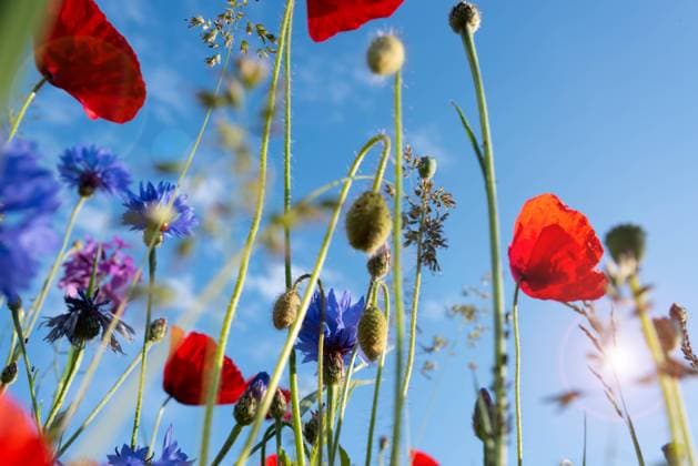 blüte,frühling,wildblume,blüten,frühjahr,frühlingshaft,lenz,feldblume,feldblumen,wiesenblume,wiesenblumen,wildblumen ** blossom,spring,wildflower,blossoms,wildflowers m72-jla
