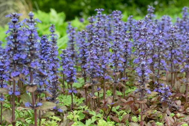 blüte,günsel,blüten,ajuga reptans ** blossom,ajuga reptans,blossoms,ajugas n2i-mb1