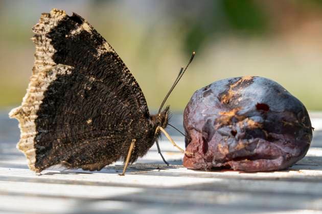 IMAGO Creative, Jahreszeit Sommer, Food, Pflaume trauermantel ** mourning cloak ftv-nf8