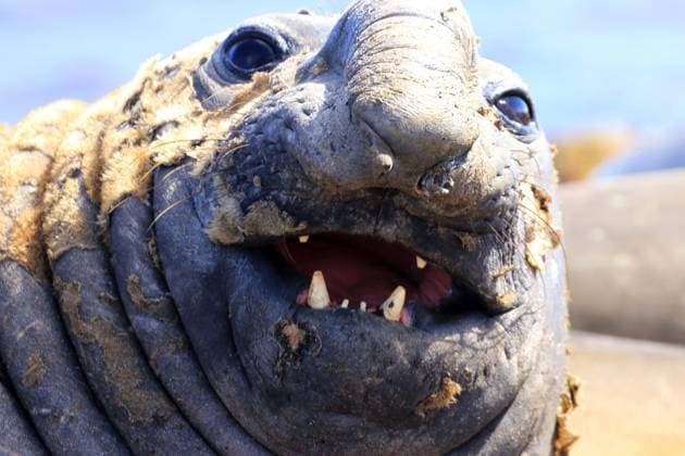 Creative Highlights World Suedlicher See-Elefant, Suedlicher Seeelefant (Mirounga leonina), Portraet, Argentinien, Falkland-Inseln, Las Malvinas southern elephant seal (Mirounga leonina), portrait, Argentina, Falkland Islands, Las Malvinas BLWS707360 *** Southern Lake Elephant, Southern Seeelefant Mirounga leonina , Portraet, Argentina, Falkland Islands, Las Malvinas Southern Elephant Seal Mirounga leonina , portrait, Argentina, Falkland Iceland, Las Malvinas BLWS707360 Copyright: xblickwinkel AGAMI J.xvanxderxNeutx