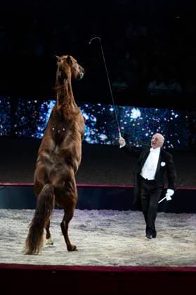 Le salon du cheval prÃ sente le spectacle Ã questre Les Ã talons d Alexis de Alexis Gruss Alexis Gruss pendant le spectacle les Ã talons d Alexis , crÃ ation pour La nuit du cheval du Salon du Cheval 2015 Ã Paris Nord-Villepinte. Le 28 Novembre 2015 Christophe Bricot Bestimage Paris France  Copyright: xChristophexBricotx xBestimagexChristophexBricotx xBestimagex