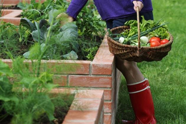 IMAGO Creative: Garten, Anbau im Hochbeet garten,gemüse,ernten,gartenanlage,gartenanlagen,gärten,ernte ** garden,vegetable,harvesting,gardens,vegetables,havester 4pk-gcy