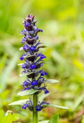 kriechender günsel,ajuga reptans ** ajuga reptans n9a-p1m