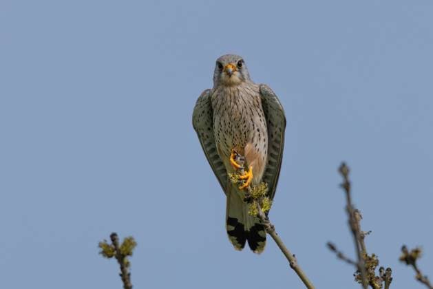 Turmfalke (Falco tinnunculus) auf der Spitze eines Astes Ein Turmfalke klammert sich mit seinen Klauen an die Spitze eines Astes in einer Baumkrone und hält Ausschau nach Beute auf dem nahegelegenen Feld am Rande Frankfurts. Frankfurt am Main Hessen Deutschland *** Kestrel Falco tinnunculus on the top of a branch A kestrel clings with its talons to the top of a branch in a treetop, looking for prey in the nearby field on the outskirts of Frankfurt Frankfurt am Main Hesse Germany 2024-04-07_natur_turmfalke_02