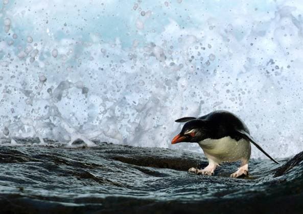 Creative Highlights World Felsenpinguin, Felsen-Pinguin (Eudyptes chrysocome), klettert auf einen Felsen, Argentinien, Falkland-Inseln, Sea Lion Island Rockhopper Penguin, Southern rockhopper penguin (Eudyptes chrysocome), climbs up a very slippery slope, Argentina, Falkland Islands, Sea Lion Island BLWS707395 *** Rockhopper penguin, Rocks Penguin Eudyptes chrysocome , climbs at a Rocks, Argentina, Falkland Islands, Sea Lion Iceland rockhopper Penguin, Southern rockhopper Penguin Eudyptes chrysocome , climbs up a very SLIPPERY slope, Argentina, Falkland Iceland, Sea Lion Iceland BLWS707395 Copyright: xblickwinkel AGAMI J.xvanxderxNeutx