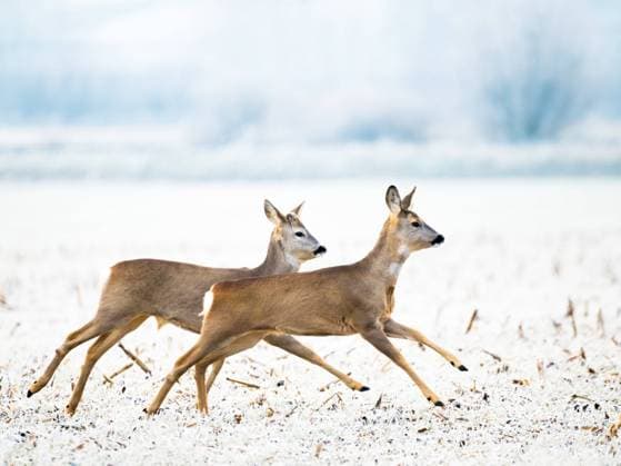two roe deer in winter running in snow two roe deer in winter running in snow Copyright: xZoonar.com EwaldxFrx 21125104