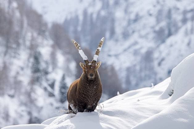 Alpine ibex (Capra ibex) male with big horns on mountain slope in deep snow in winter, Gran Paradiso National Park, Italian Alps, Italy, Europe *** Alpine IBEX Capra IBEX Male With Big Horns ON Mountain Slope in Deep Snow in winter, Gran Paradiso National Park, Italian Alps, Italy, Europe Copyright: imageBROKER alimdix xArterrax xS ibltsm10339772.jpg RECORD DATE NOT STATED