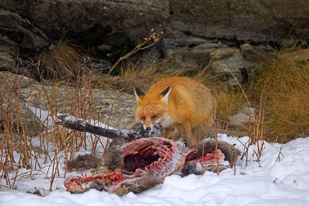IMAGO Creative, Winter, Auf dem Land Scavenging red fox (Vulpes vulpes) feeding on carcass of killed, perished chamois in the snow in winter in the Alps Scavenging red fox (Vulpes vulpes) feeding on carcass of killed, perished chamois in the snow in winter in the Alps *** scavenging Red Fox Vulpes Vulpes Feeding ON Carcass of killed, perished Chamois in The Snow in Winter in The Alps scavenging Red Fox Vulpes Vulpes Feeding ON Carcass of killed, perished Chamois in The Snow in Winter in The Alps Copyright: imageBROKER alimdix xArterrax xS ibltsm10429131.jpg RECORD DATE NOT STATED