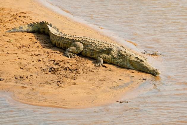 Creative Highlights World A large Nile crocodile (Crocodylus niloticus) basking in natural habitat A large Nile crocodile (Crocodylus niloticus) basking in natural habitat, Kruger National Park, South Africa Copyright: xZoonar.com NicoxSmitx 21163924