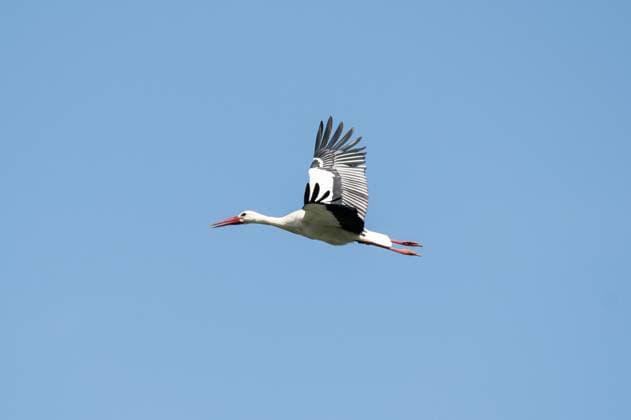 Ein Storch fliegt bei frühlingshaftem Wetter im blauen Himmel. Rottweil Baden-Württemberg Deutschland *** A stork flies in the blue sky in spring-like weather Rottweil Baden Württemberg Germany