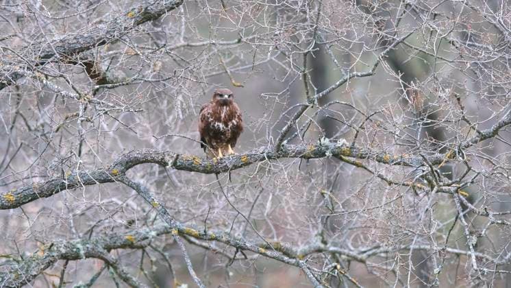 IMAGO Creative, Winter, Auf dem Land IMAGO Creative, Jahreszeit Herbst auf dem Land A common buzzard, Buteo buteo, is seen resting on a gnarled, leafless tree branch amidst a sparse woodland setting, exemplifying wildlife in the countryside Model Released DavidJerez_ID20634_609553_014 Copyright: xDavidxJerezx