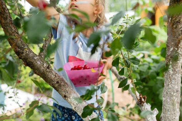 Creative Highlights Symbolbilder MR_ID20688_16876_KiraStepanova.jpg A focused little girl carefully picks cherries from a tree, her pink bowl cradling the day s fresh and fruity treasures Model Released Declaria_ID20688_610829_006 Copyright: xDeclariax