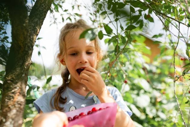 IMAGO Creative: Sommer, Sommertage im Garten MR_ID20688_16876_KiraStepanova.jpg A young girl enjoys the fruits of her labor, tasting a sweet cherry after a day of picking in the sunlit orchard Model Released Declaria_ID20688_610831_008 Copyright: xDeclariax