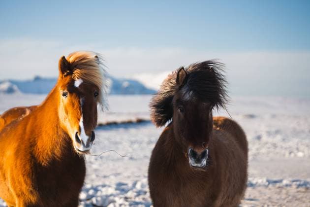 Two beautiful Icelandic horses, one with a golden mane, gaze into the distance amidst a snow-covered landscape under the bright Arctic sun Model Released PabloMenendez_ID20552_606930_016 Copyright: xPabloxMenendezx