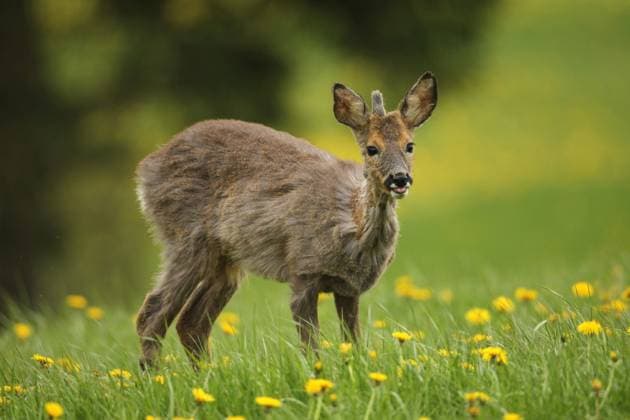  European roe deer (Capreolus capreolus) fawn with a short basal spike in common dandelion (Taraxacum) Allgäu, Bavaria, Germany, Europe *** European Roe Deer Capreolus Capreolus Fawn With a Short basal Spike in Common dandelion Taraxacum Allgäu, Bavaria, Germany, Europe Copyright: imageBROKER/DieterxHopf ibxdeh10452947.jpg