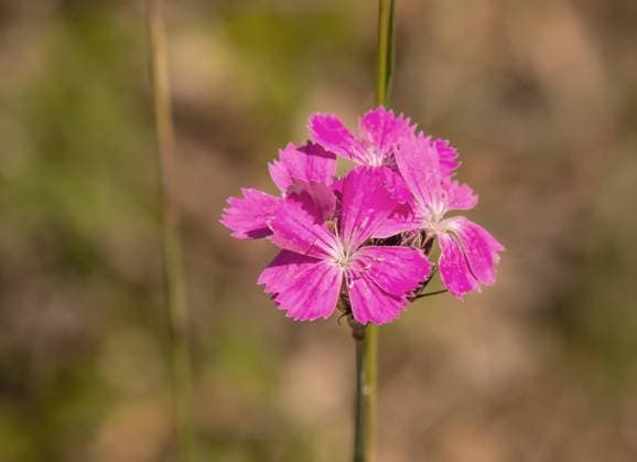 Karthäuser Nelke Dianthus carthusianorum Karthäuser Nelke Dianthus carthusianorum Copyright: xZoonar.com Falkex 21305124