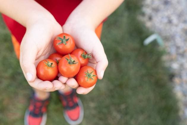 IMAGO Creative: Sommer, Sommertage im Garten A young boy holds freshly picked ripe organic baby tomato garden Indianapolis, Indiana, United States R_KLBT24041270-1397420-01 ,model released, Symbolfoto