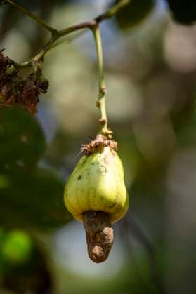 Cashewfrucht und Cashewapfel am Cashewbaum - Koh Phayam - Thailand, Februar 2024 *** Cashew fruit and cashew apple on a cashew tree Koh Phayam Thailand, February 2024