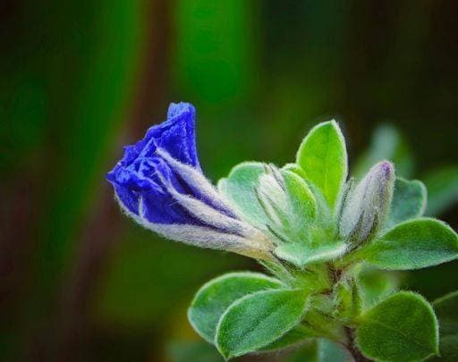 Close-up of a purple flower with green foliage in the background 23702984 RECORD DATE NOT STATED