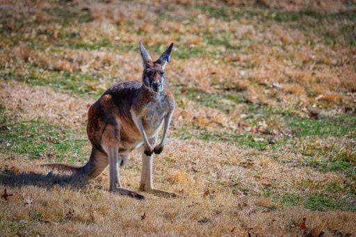 Creative Highlights World A scenic view of a kangaroo roaming in field 23980629 RECORD DATE NOT STATED