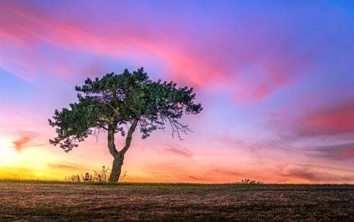 Creative Highlights World Solitary tree on green grass during sunset 24107607 RECORD DATE NOT STATED