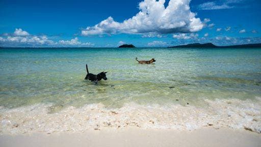 A dog wades in shallow water on a tropical Island 9904416 RECORD DATE NOT STATED