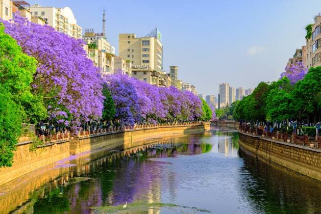 Bilder des Jahres 2024, News 04 April News Themen der Woche KW16 News Bilder des Tages KUNMING, CHINA - APRIL 20: Jacaranda trees bloom with purple flowers on April 20, 2024 in Kunming, Yunnan Province of China.  Copyright: xVCGx 111491906806