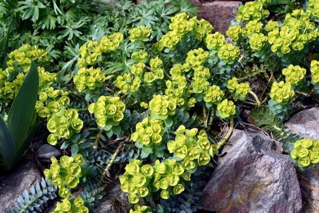 Walzen-Wolfsmilch, Euphorbia myrsinites ist eine schoene Pflanze mit gruenen Blueten. Roller spurge is a beautiful plant with green flowers. Walzen-Wolfsmilch, Euphorbia myrsinites *** Roller spurge, Euphorbia myrsinites is a beautiful plant with green flowers Roller spurge is a beautiful plant with green flowers Roller spurge, Euphorbia myrsinites