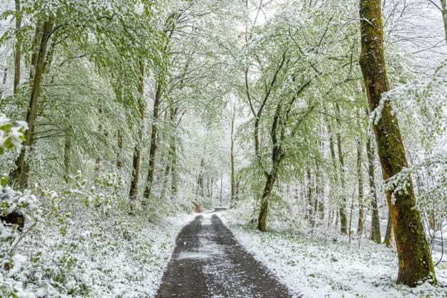 News Themen der Woche KW16 News Bilder des Tages Grüner Wald im Schnee Der bereits grüne Buchenwald im oberen Weiltal ist verschneit. In Teilen von Hessens Wäldern besteht wegen Schnee und bereits belaubten Bäumen die Gefahr von Schneebruch., Schmitten Hessen Deutschland *** Green forest in the snow The already green beech forest in the upper Weiltal is covered in snow In parts of Hesses forests there is a risk of snow breakage due to snow and already leafy trees , Schmitten Hessen Germany