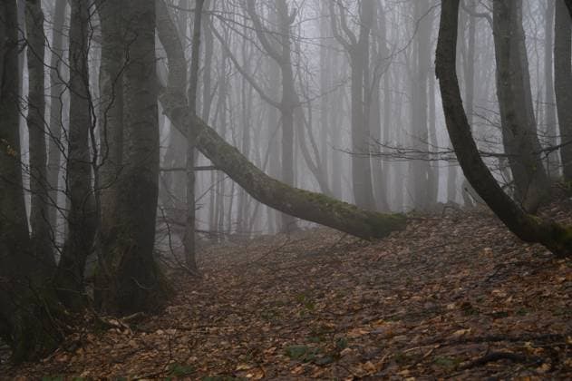 Bieszczady National Park in Southern Poland. Beech trees are engulfed by fog in the forest of the Bieszczady National Park in the Lutowiska administrative district of the Bieszczady county, Poland, on April 21, 2024. Bieszczady National Park is the third-largest national park in Poland, located in the Subcarpathian Voivodeship in the south-eastern corner of the country. In 2021, the national park became a UNESCO World Heritage Site (as an extension to the Ancient and Primeval Beech Forests of the Carpathians and Other Regions of Europe). Ustrzyki Gorne Lutowiska Poland Copyright: xAleksanderxKalkax