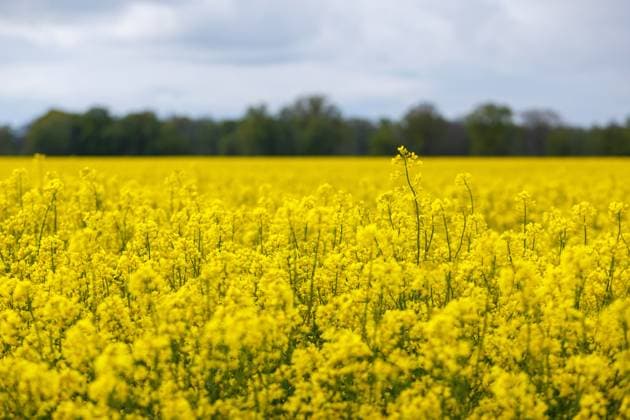 Aprilwetter DEU Deutschland Brandenburg Leuthen, 22.04.2024, Ein Rapsfeld blueht in der Naehre der Ortschaft Leuthen bei Cottbus in der brandenburgischen Lausitz. Nach warmen Temperaturen im zeitigen Fruehjahr beherrschen nun wieder deutlich niedrigere Temperaturen und teils frostiges Wetter mit Temperaturen unter dem Gefrierpunkt das Land. *** April weather DEU Germany Brandenburg Leuthen, 22 04 2024, A field of rapeseed is blooming in the foothills of the village of Leuthen near Cottbus in Brandenburgs Lusatia region After warm temperatures in early spring, the country is now dominated by significantly lower temperatures and sometimes frosty weather with temperatures below freezing point AF_IMG_34138.jpeg