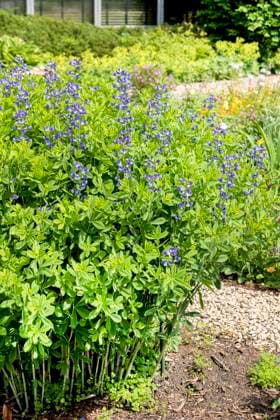Blaue Faerberhuelse, Indigolupine (Baptisia australis), bluehend blue wild indigo, wild false indigo (Baptisia australis), blooming BLWS708364 *** Blue Faerberhuelse, Indigo Lupin Baptisia Australis , blooming Blue Wild indigo, Wild False Indigo Baptisia Australis , blooming BLWS708364 Copyright: xblickwinkel McPHOTO H.-R.xMuellerx