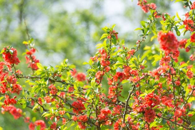 Japanese quince (Chaenomeles speciosa) (syn.: Chaenomeles lagenaria) or tall ornamental quince, branches with bright red flowers and fresh green leaves against a blurred green background, sunny day, Allertal, Lower Saxony, Germany, Europe *** Japanese Quince Chaenomeles speciosa Syn Chaenomeles Lagenaria or Tall ornamental quince, branches With Bright Red Flowers and Fresh Green Leaves against a blurred Green background, Sunny day, Allertal, Lower Saxony, Germany, Europe Copyright: imageBROKER/CarolaxVahldiek ibxcva10478452.jpg