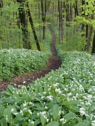 Hiking trail through the ramson (Allium ursinum) in spring through the beech forest, Teutoburg Forest, North Rhine-Westphalia, Germany, Europe *** Hiking Trail Through The Ramson Allium ursinum in Spring Through The Beech forest, Teutoburg Forest, North Rhine Westphalia, Germany, Europe Copyright: imageBROKER DieterxMahlke ibxdim10486456.jpg RECORD DATE NOT STATED