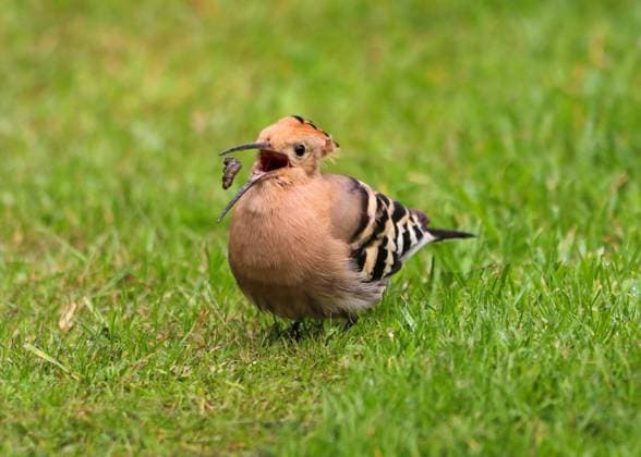 Bilder des Jahres 2024, Entertainment 04 April Entertainment Themen der Woche KW17 News Bilder des Tages SUPER RARE VISIT TO UK BACK GARDEN... An exotic bird pays a visit to a British garden. The Hoopoe bird, which is native to Africa and parts of Europe, can sometimes overshoot and land in Southern England while migrating. However, just 100 or so actually make it this far, meaning spotting one in the garden is extremely rare. But that is exactly what happened to Linda Moederzoon when she looked out of the window at her home in Bridgham, Norfolk. SEE COPY FOR DETAILS. Please byline: Linda Moederzoon Solent News Linda Moederzoon Solent News & Photo Agency UK +44 (0) 2380 458800 Cordon Press  LindaxMoederzoon SolentxNewsx&xPhotoxAgency Solent News & Photo Agency