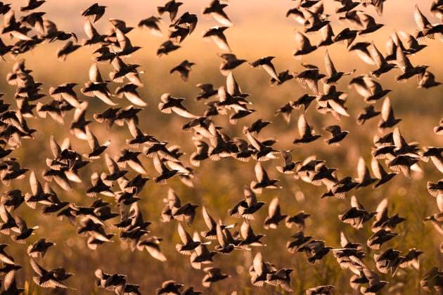 Star (Sturnus vulgaris), fliegender Vogelschwarm im Gegenlicht, Ausschnitt, Italien, Toskana common starling, European starling, starling (Sturnus vulgaris), flying flock in backlight, section, Italy, Tuscany BLWS708425 *** Star Sturnus vulgaris , flying Flock of birds at Backlight, Excerpt, Italy, Tuscany Common starling, European starling, Starling Sturnus vulgaris , Flying Flock in backlight, section, Italy, Tuscany BLWS708425 Copyright: xblickwinkel AGAMI D.xOcchiatox